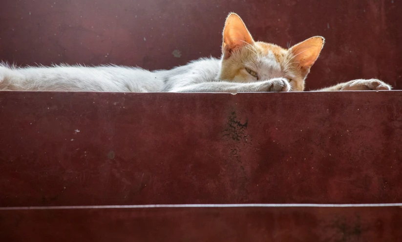 a orange cat laying on a red bench