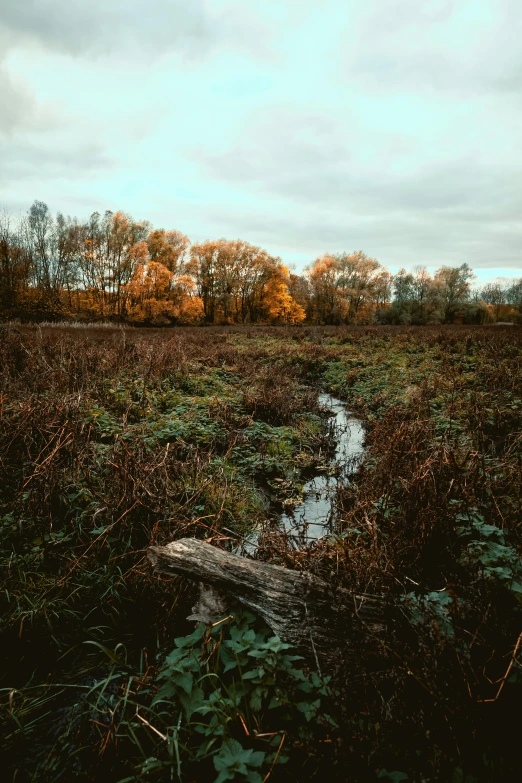 a body of water surrounded by trees