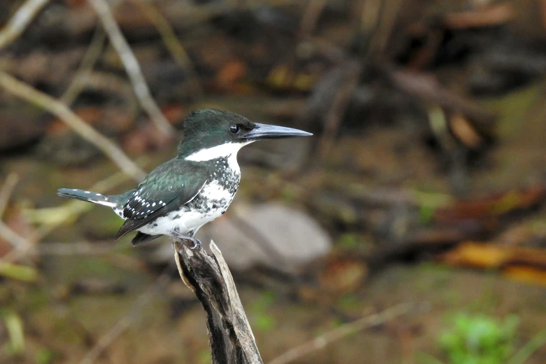 a bird sitting on top of a small wooden stick