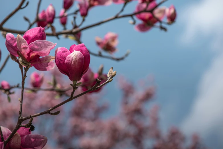 a tree with many blooming pink flowers