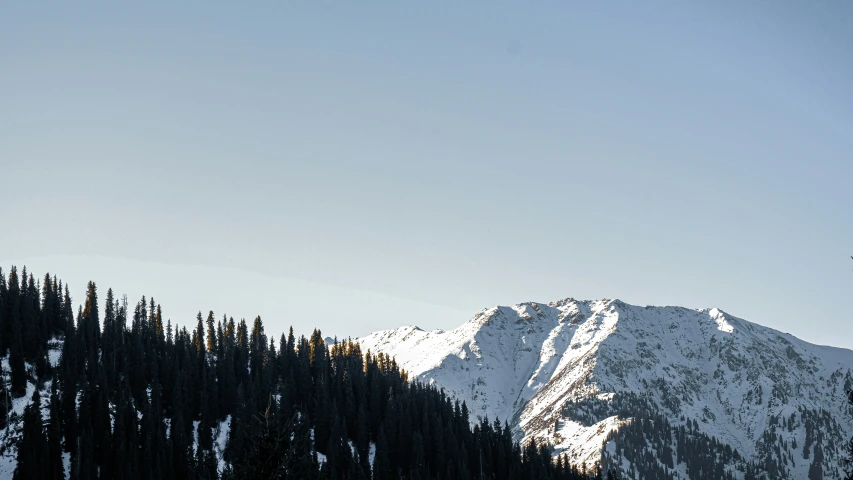 the tall mountains have snow covered trees in front