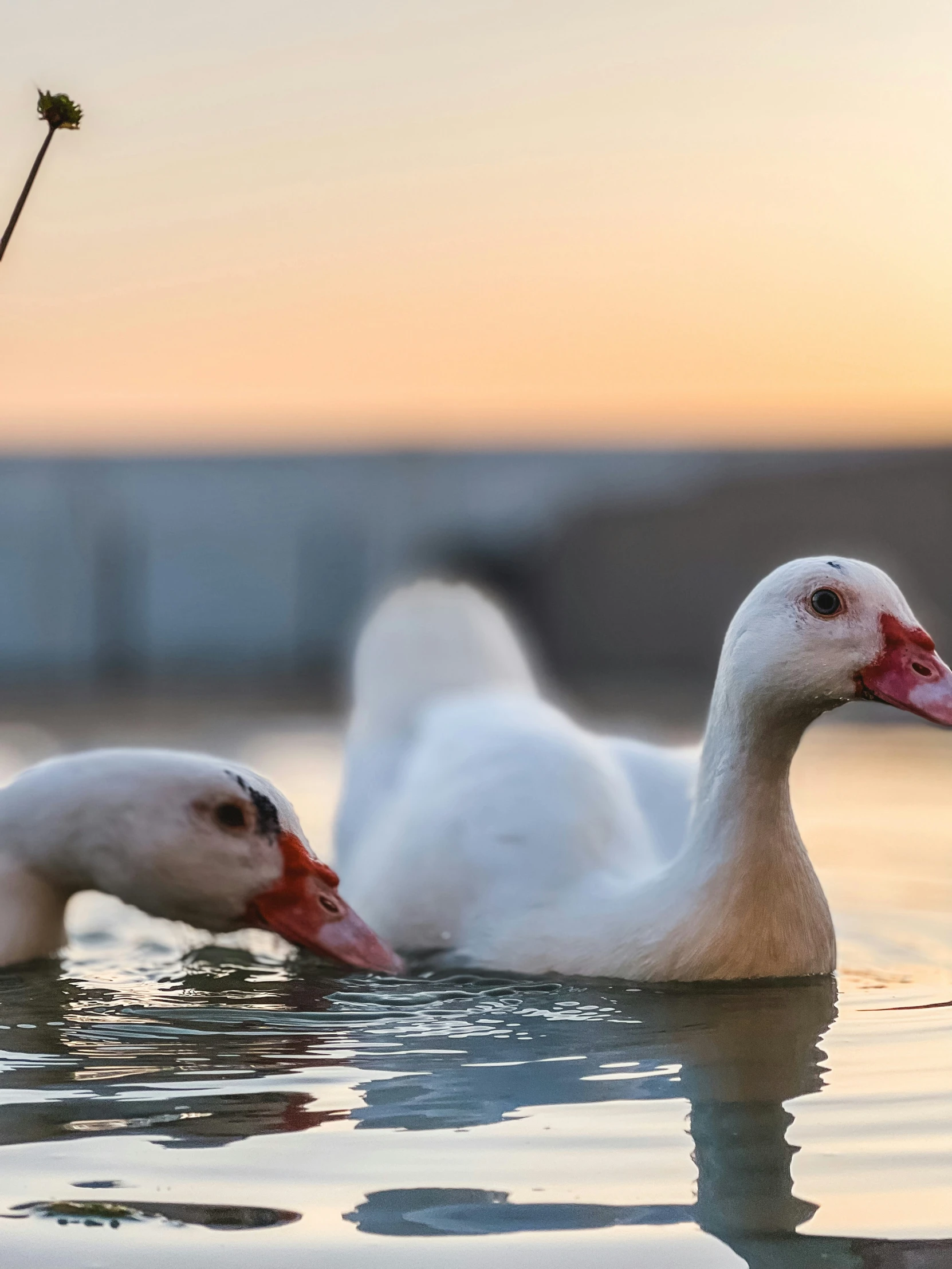 two white ducks floating on the water in front of a sunset