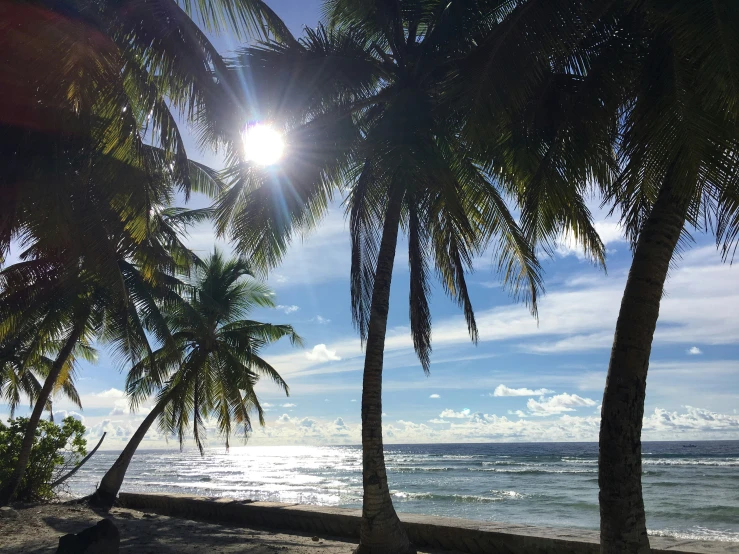 the sun reflects off of the water as it passes through palm trees on the beach