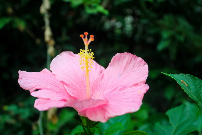 a pink flower with many green leaves in the background