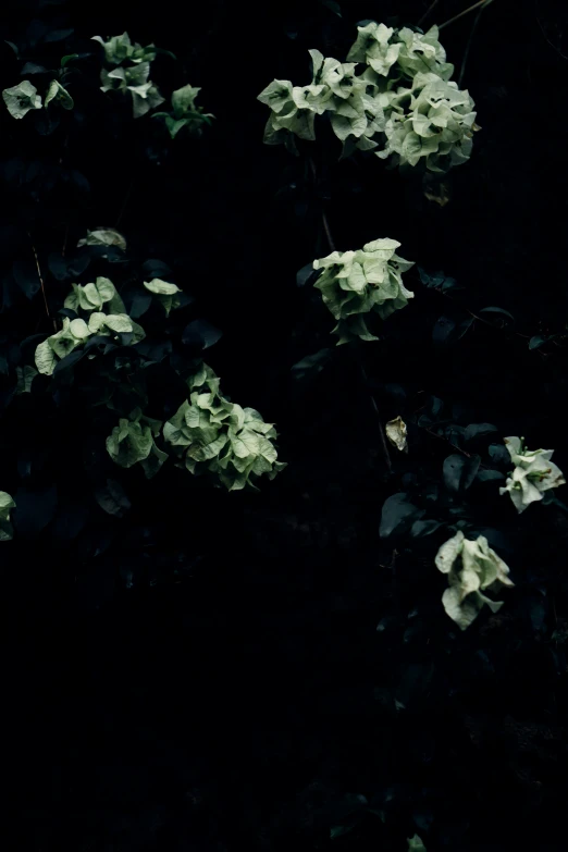 white flowers grow on a tree with green leaves