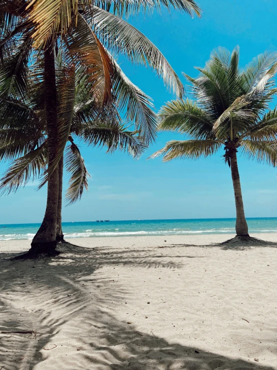 palm trees sitting in the shade of some white sand