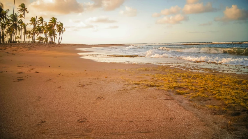 this is an image of the beach and surf