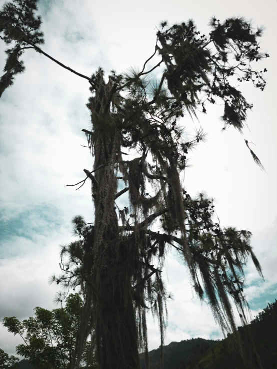 a large tree covered in moss and some clouds