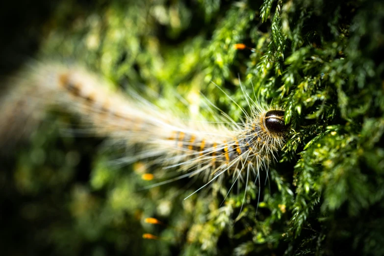 small seed on a mossy tree in the sunlight
