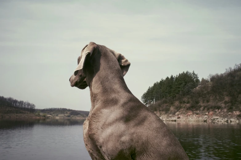 a dog looking at the water with a body of water in front of it