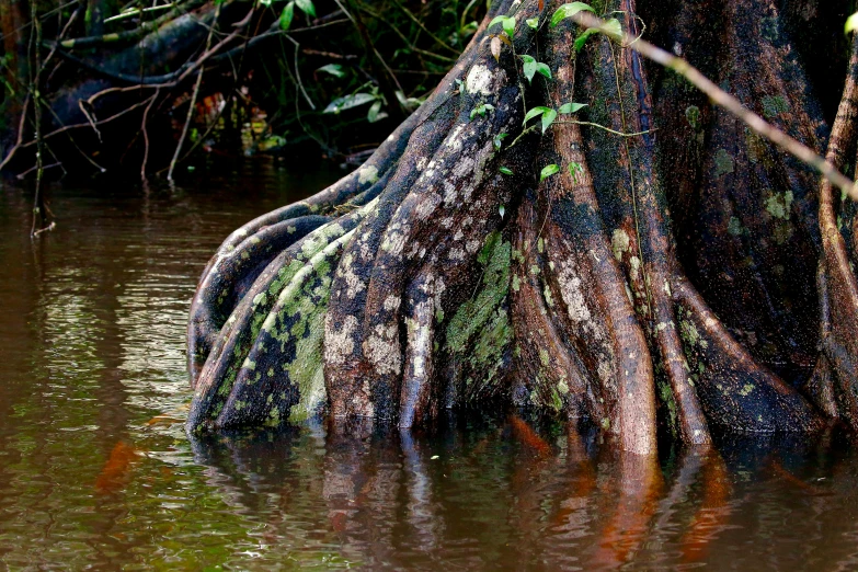 an old tree trunk sits in the water