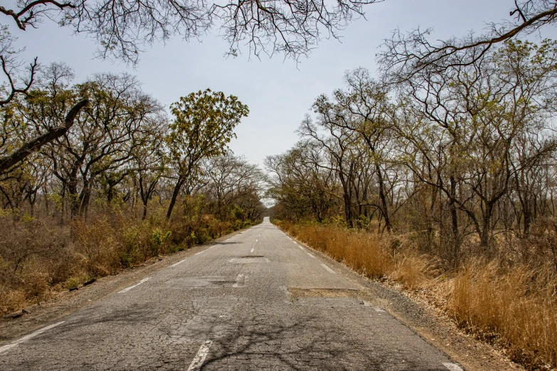 an empty street lined with trees next to a forest