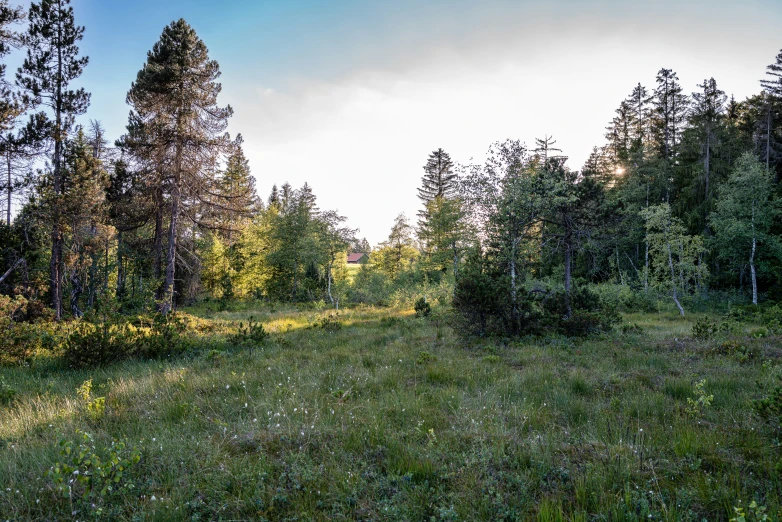 a field with a forest in the background