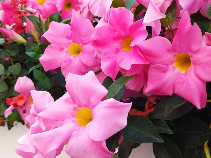 many pink flowers growing in a plant pot