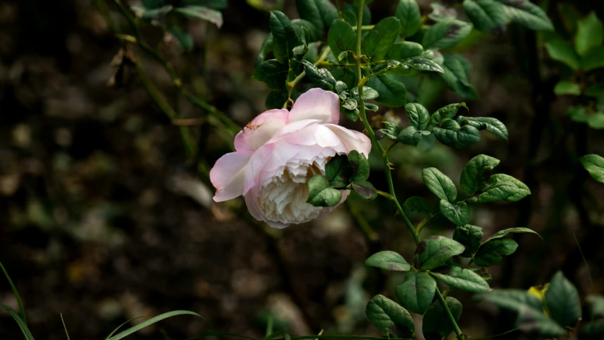 a flower is blooming in the middle of the grass