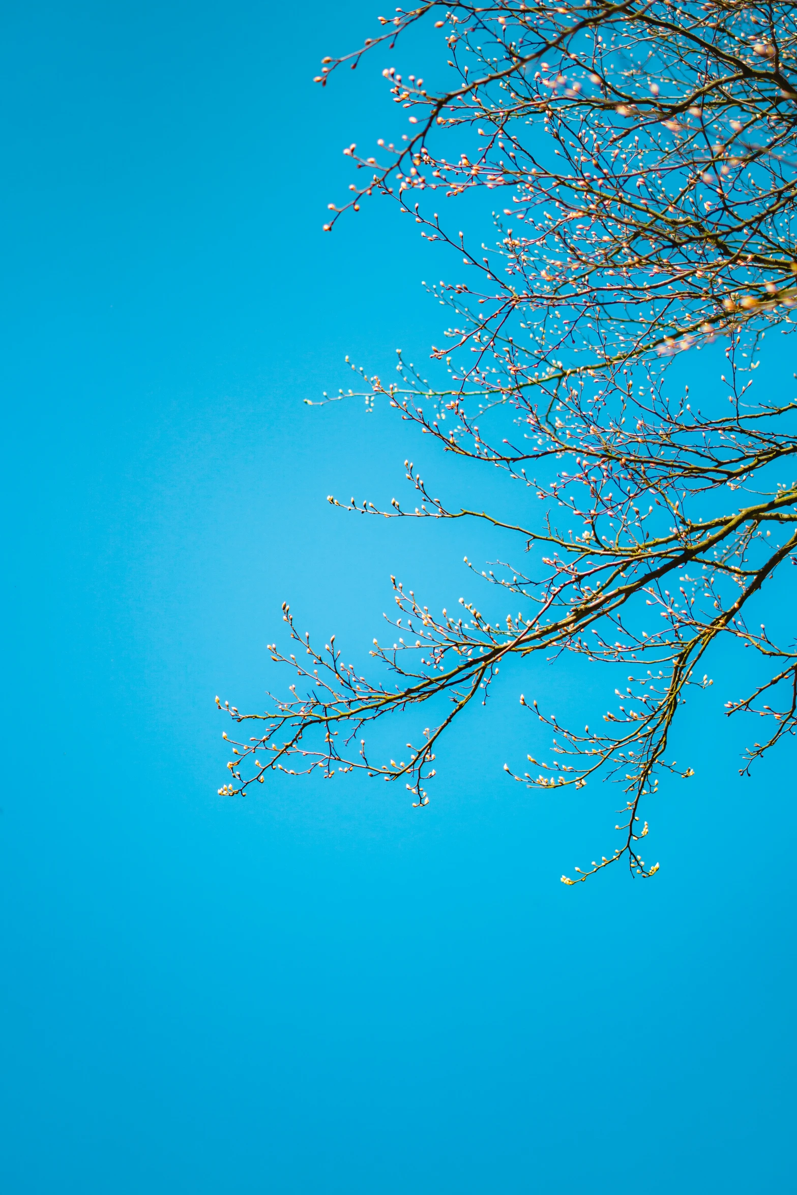 nches are in a blue sky with buds