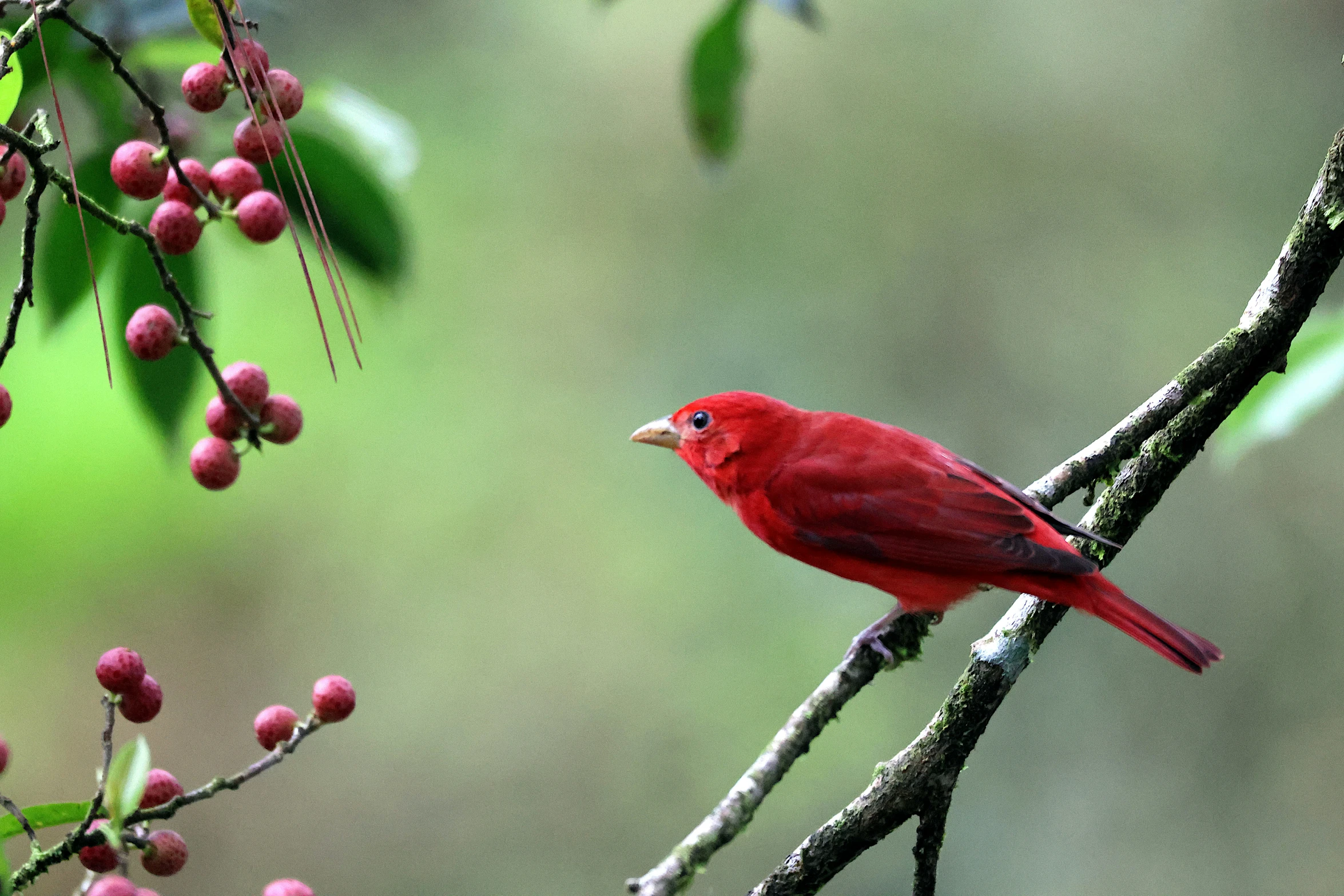 a red bird on a nch of a tree filled with berries