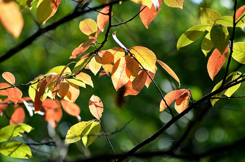 leaves and nches with some bright green leaves