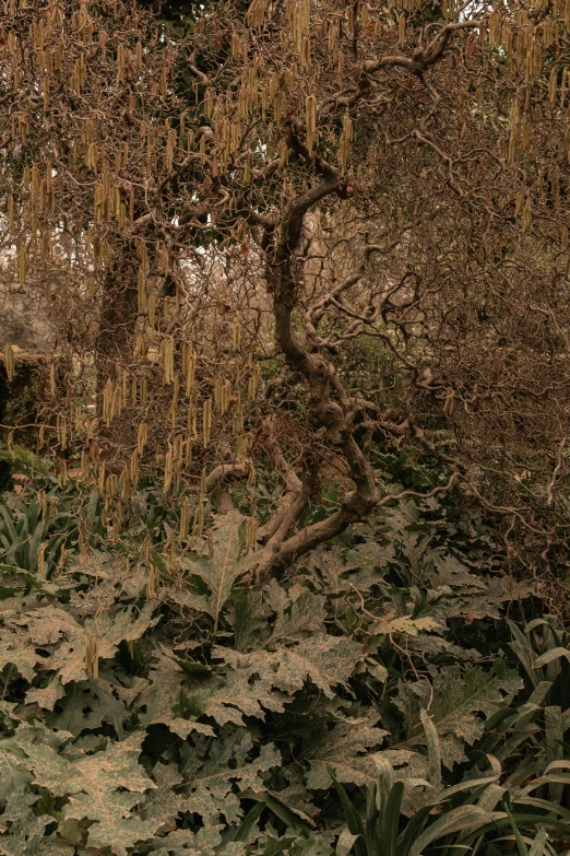 an old tree sitting among many leaves