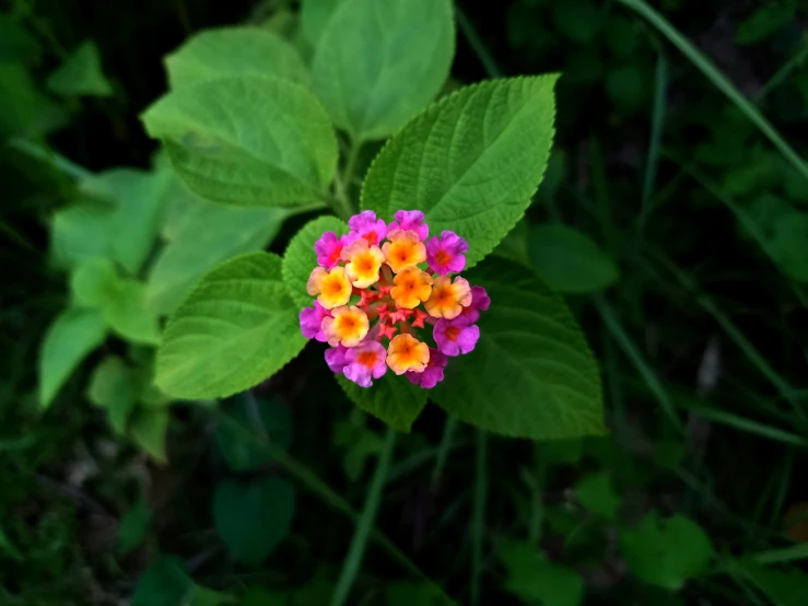 a small group of colorful flowers on the ground