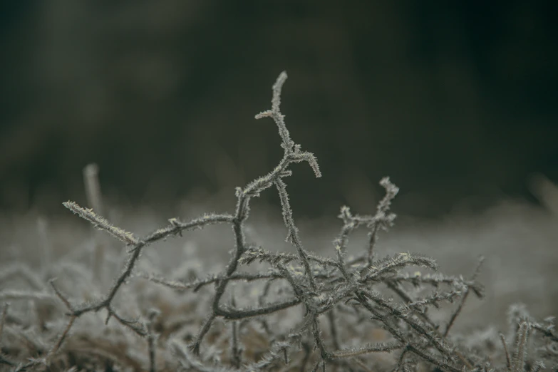 the top nch of a tree with frozen snow crystals on it