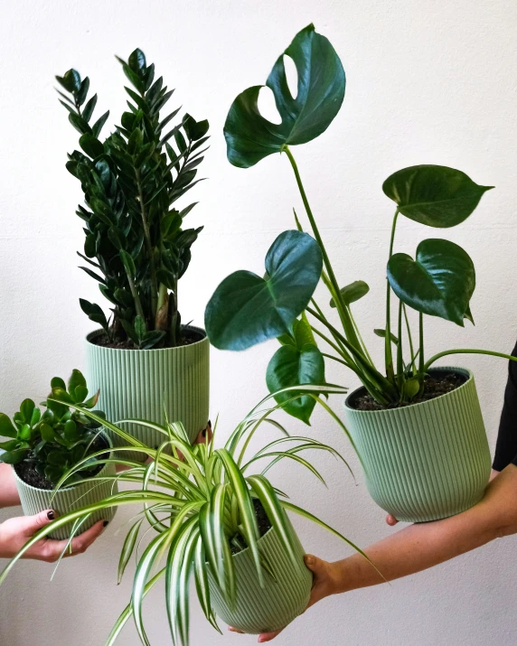 two hands holding plants that have green leaves