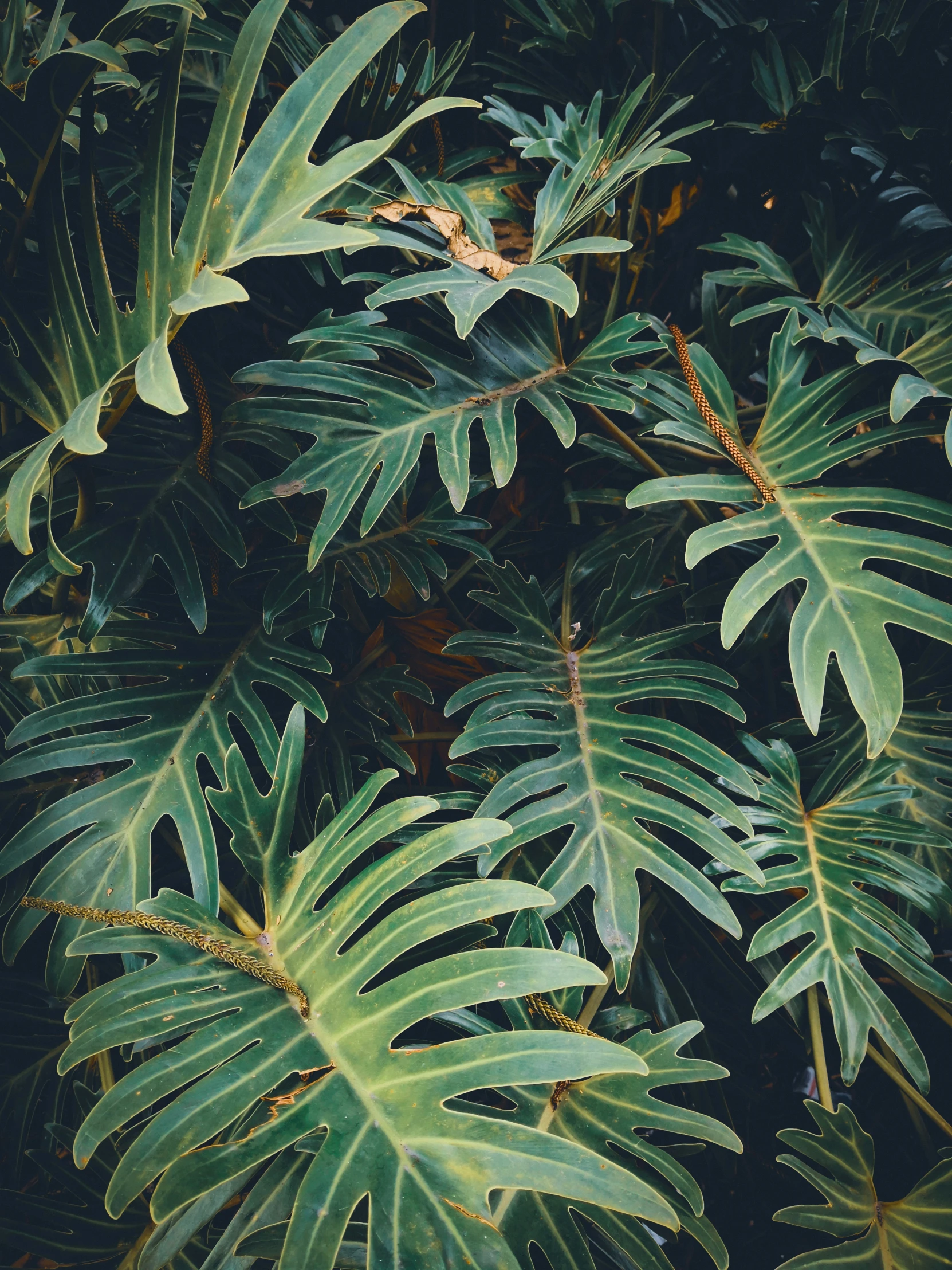 a close up of leaves on a green tree