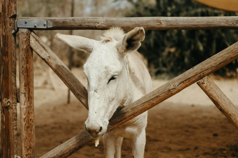 a young white horse standing behind a wooden fence