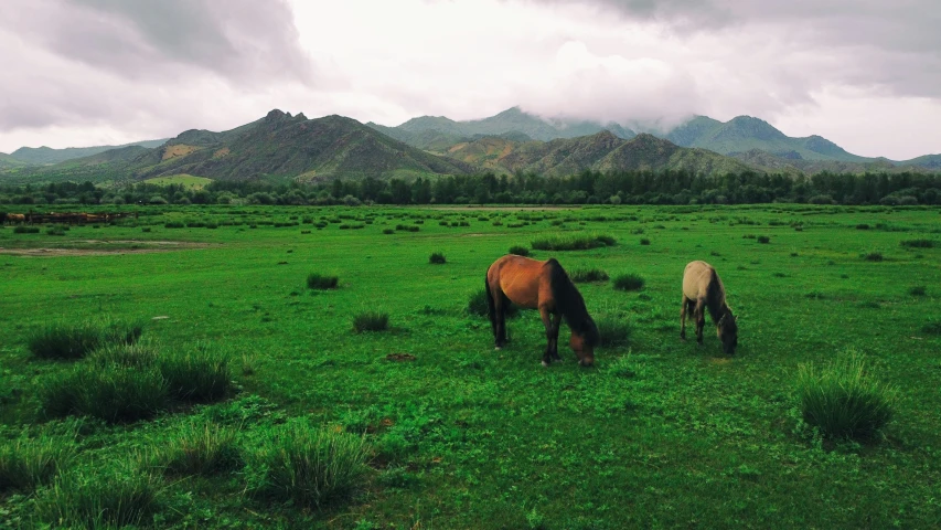 there are two horses grazing on the grass