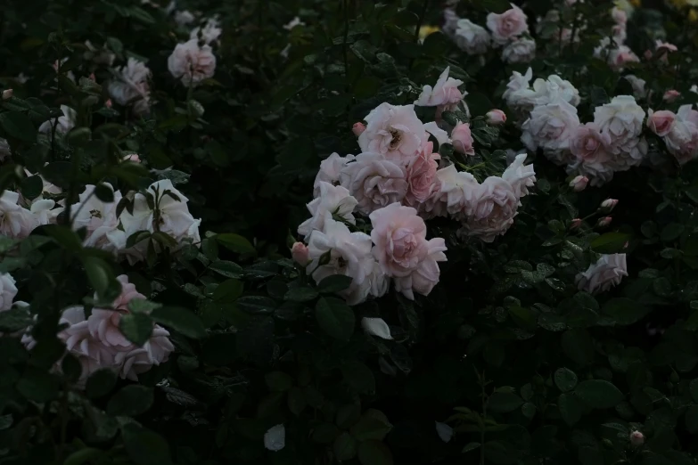 pink and white flowers in the middle of trees