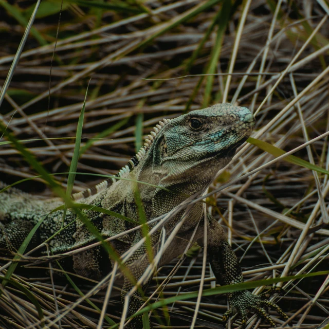 an iguana looking around in the brush