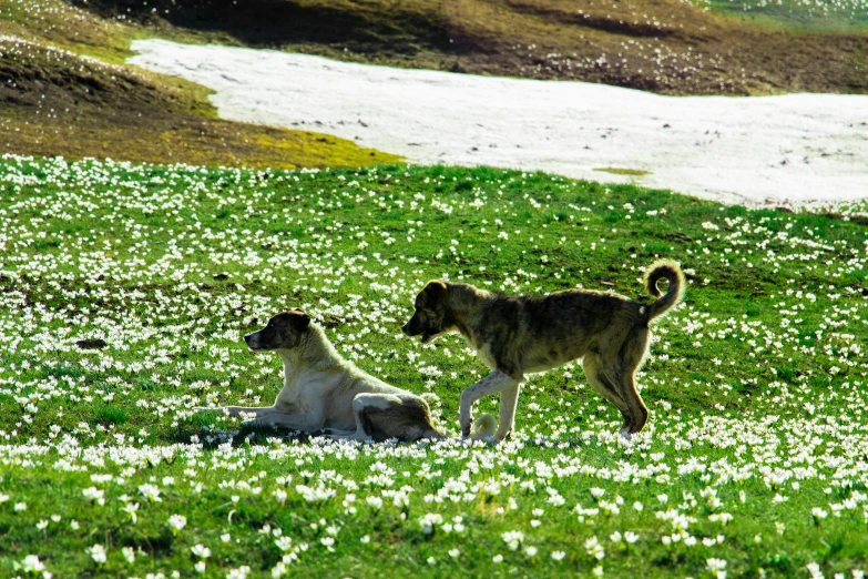 two dogs playing in the sun on a grass field