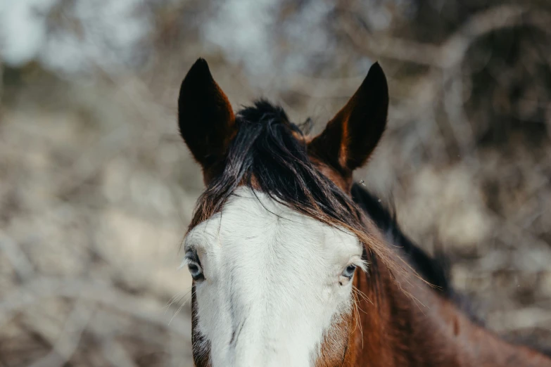 the horse is looking over his shoulder to see the camera