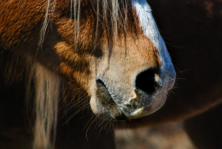 the side view of a horse with a black eye