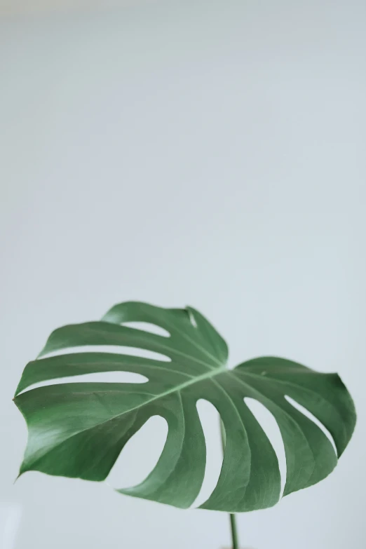 the plant has large green leaves in a vase
