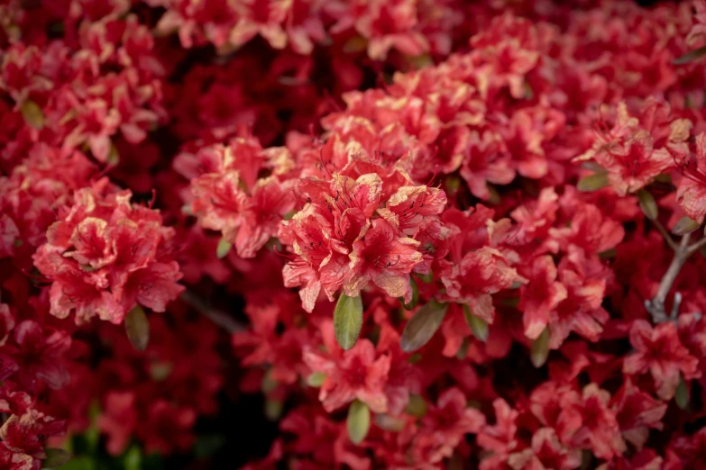 bright red flowered plant in full bloom