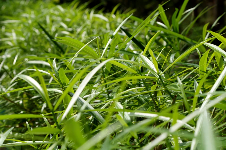 some green grass is next to the woods