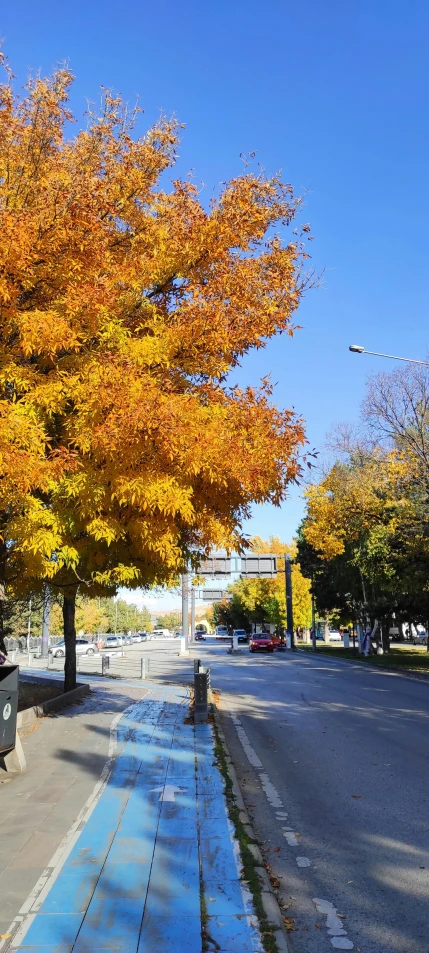 a wide street lined with lots of bright fall colored trees