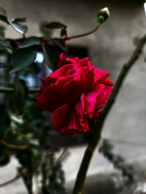 a pink flower in a vase next to a plant