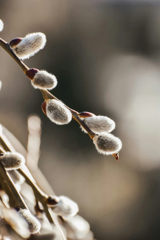 some dried flowers are growing on a plant