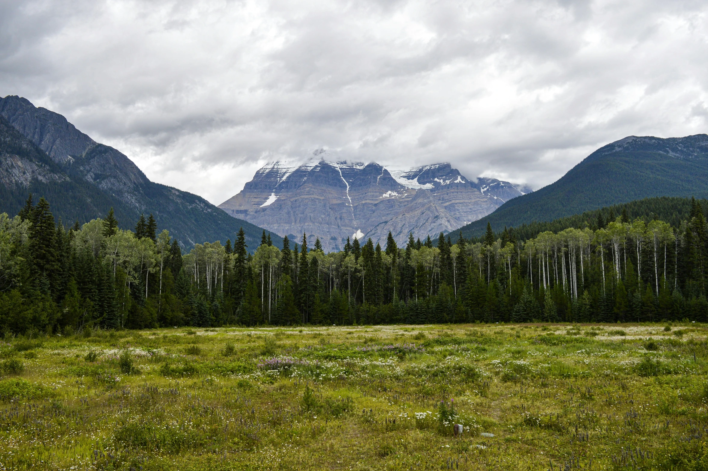 a field with some animals in it by a mountain