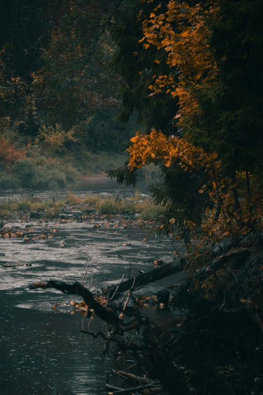 an animal standing next to a river in the fall