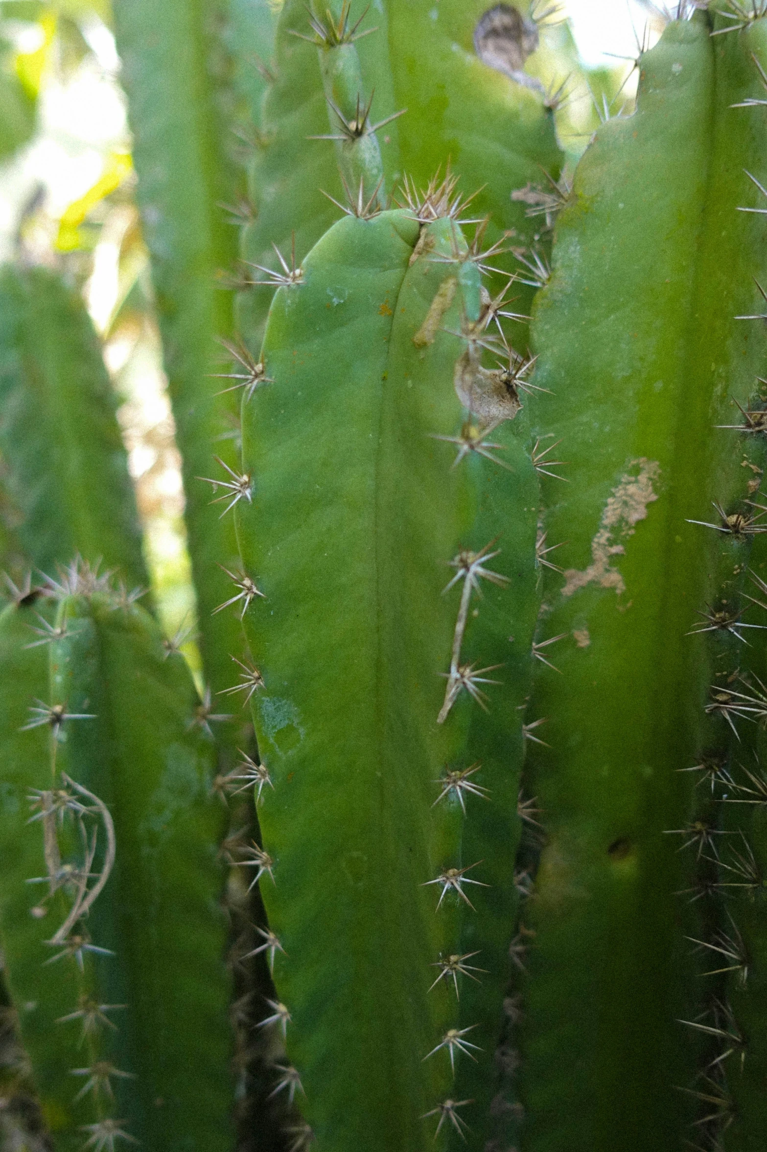 a very close up s of an ornate plant