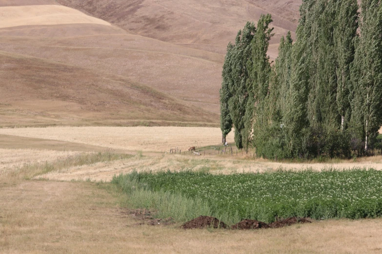 several horses grazing in the grass in a mountainous region