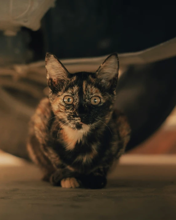 a kitten looking intently away while standing on the floor