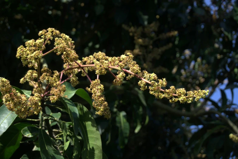 the plant is still blooming on the tree outside