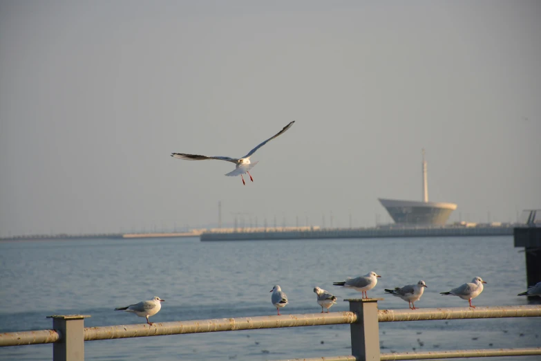 seagulls are perched on a fence near water