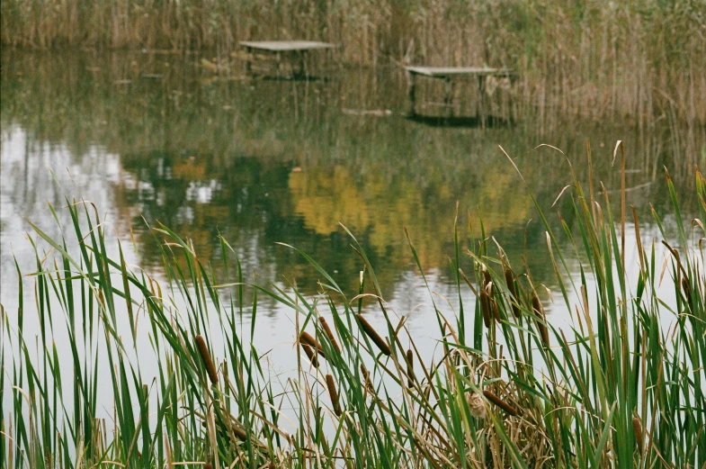 two wooden benches sitting above a lake surrounded by tall grass