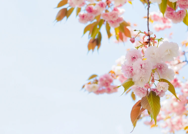 a flowering tree nch with pink flowers