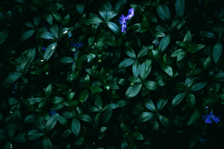 leaves on top of blue flowers with a black background